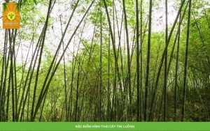 Cây luồng là cây gì