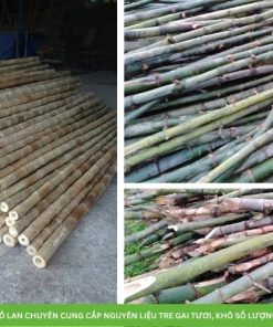 HTX Tầm Vông Tố Lan xưởng cung cấp nguyên liệu cây tre gai sỉ, lẻ số lượng lớn