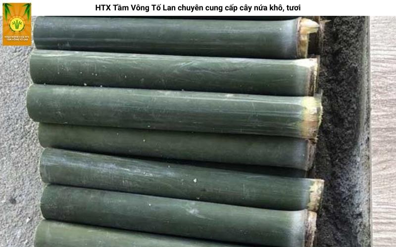 HTX Tầm Vông Tố Lan chuyên cung cấp cây nứa khô, tươi